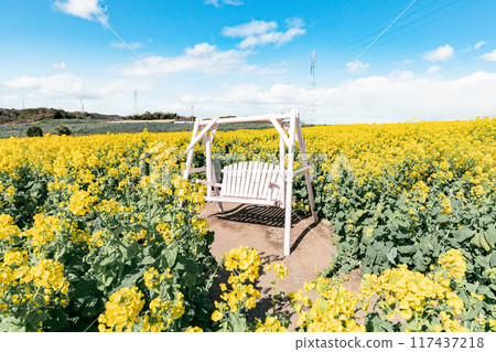 Minamichita Town: Rape flower field and white benches at the Hana Hiroba Tourist Farm Minamichita Town: Rape flower field and white benches at the Hana Hiroba Tourist Farm 117437218