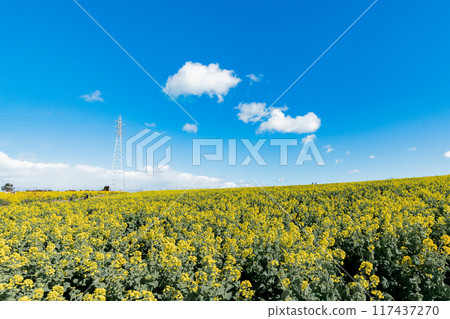 Minamichita Town: Rape flower fields at Hana Hiroba Tourist Farm Minamichita Town: Rape flower fields at Hana Hiroba Tourist Farm 117437270