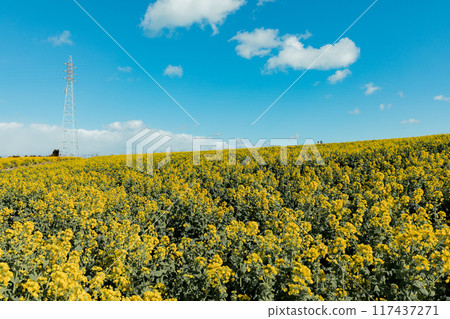 Minamichita Town: Rape flower fields at Hana Hiroba Tourist Farm 117437271
