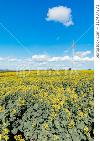 Minamichita Town: Rape flower fields at Hana Hiroba Tourist Farm 117437273