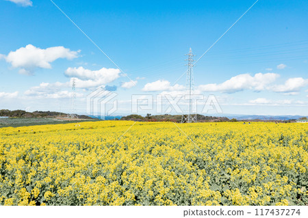 Minamichita Town: Rape flower fields at Hana Hiroba Tourist Farm 117437274