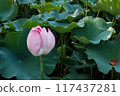 Lotus flower 117437281