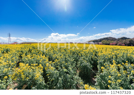 Minamichita Town: Rape flower fields at Hana Hiroba Tourist Farm 117437320