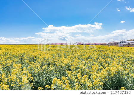 Minamichita Town: Rape flower fields at Hana Hiroba Tourist Farm 117437323