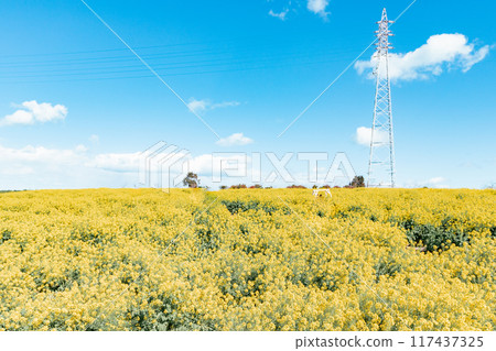 Minamichita Town: Rape flower fields at Hana Hiroba Tourist Farm 117437325