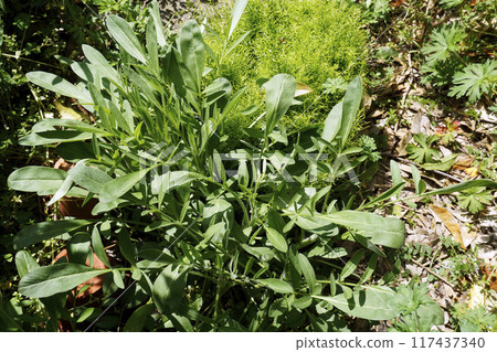 春天四月，草地上綠葉茂密。 117437340