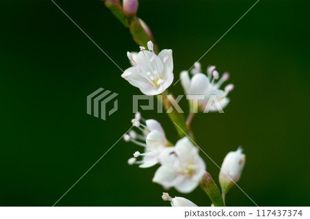 Shirobana Sakura Tade on the Yasuragi Embankment of the Shinano River 117437374