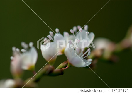 Shirobana Sakura Tade on the Yasuragi Embankment of the Shinano River 117437375