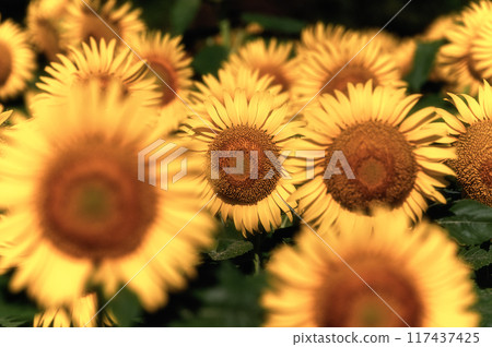 Sunflower field in full bloom Sunflower field in full bloom 117437425
