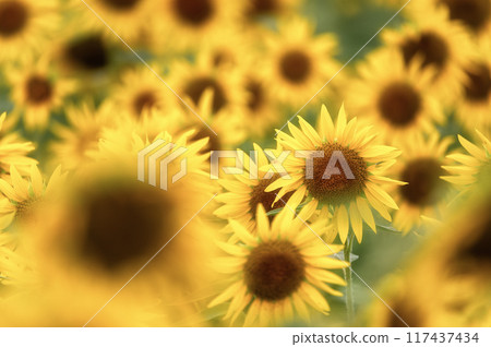 Sunflower field in full bloom 117437434