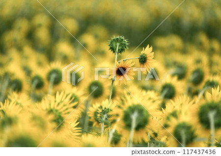Sunflower field in full bloom 117437436