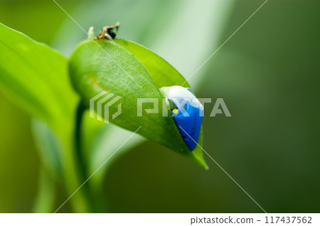 Dayflower buds Dayflower buds 117437562