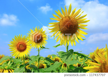Sunflower in the blue sky 117437707