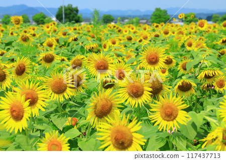 Sunflower field spreading to one side Sunflower field spreading to one side 117437713