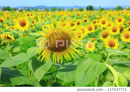 Sunflower field spreading to one side 117437715
