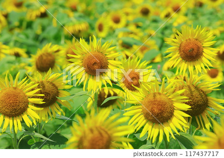 Sunflower field spreading to one side Sunflower field spreading to one side 117437717