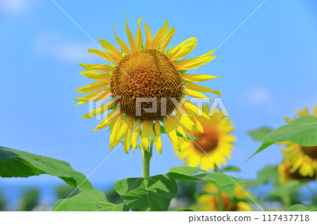 Sunflower in the blue sky 117437718