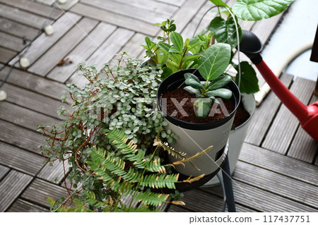 Houseplants growing on the balcony Houseplants growing on the balcony 117437751