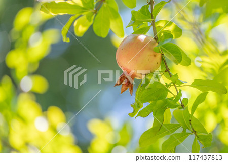 Pomegranate - Quietly in the sunlight filtering through the trees Pomegranate - Quietly in the sunlight filtering through the trees 117437813