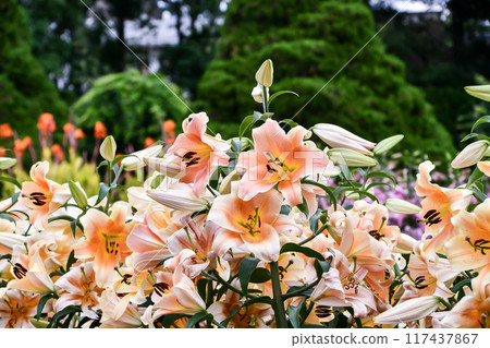 莉莉“澤爾米拉” 莉莉“澤爾米拉” 117437867