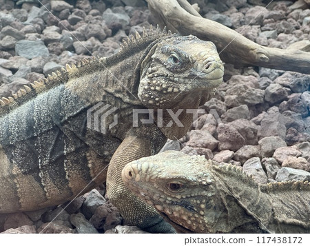 Two Iguanas Two Iguanas 117438172