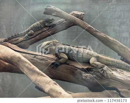 Two iguanas relaxing on a tree 117438173
