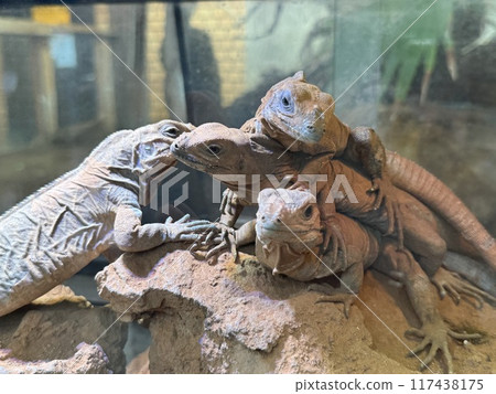 Four Iguanas 117438175