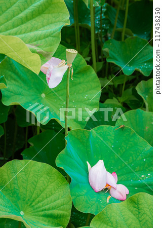 美麗的蓮花【安曇野市】 美麗的蓮花【安曇野市】 117438250
