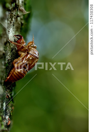 Cicada shells, midsummer scenery in Yoyogi Park 117438308