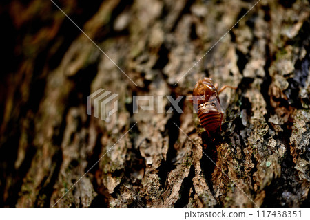 蟬蛻殼 代代木公園仲夏風光 117438351