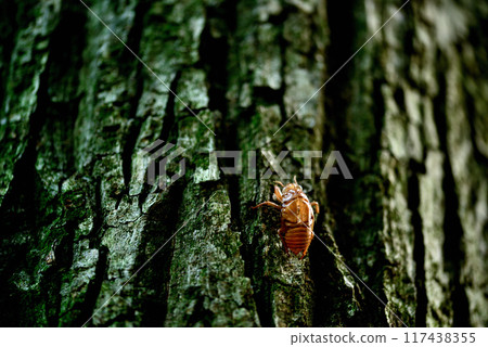 Cicada shells, midsummer scenery in Yoyogi Park 117438355