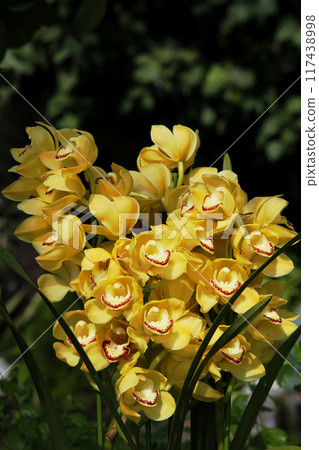 Cymbidium Cymbidium 117438998