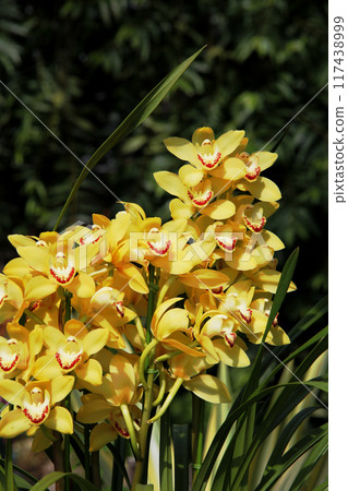Cymbidium 117438999