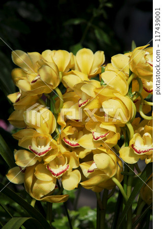 Cymbidium 117439001