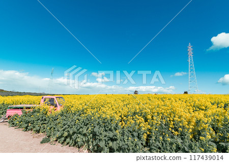 Minamichita Town: Rape flower fields and pink light trucks at the Hana Hiroba Tourist Farm 117439014