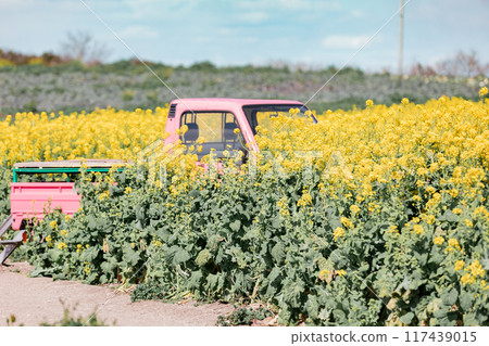 《南知多町》觀光農場花廣場油菜花田與粉紅輕型卡車 《南知多町》觀光農場花廣場油菜花田與粉紅輕型卡車 117439015