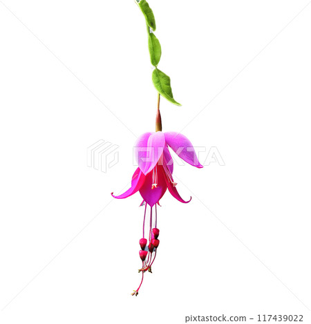 Fuchsia Fuchsia spp with pendulous exotic flowers in shades of pink purple or red dangling 117439022