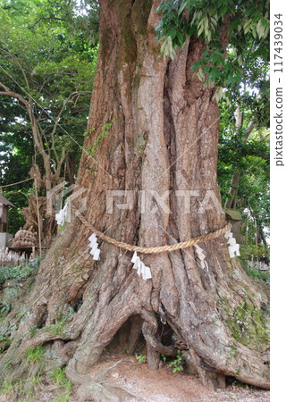 神樹(島根縣松江市東出雲町祖穀神社/祖谷) 神樹(島根縣松江市東出雲町祖穀神社/祖谷) 117439034