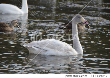 Overwintering swans (West side of Uematsu Bridge, Arakawa Riverside/Fukaya City, Saitama Prefecture) 117439037