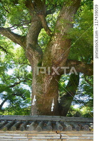 香樟神樹（石清水八幡宮/京都府八幡市八幡高坊30） 117439039
