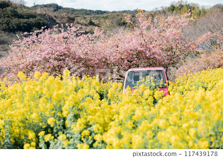 Minamichita Town: Rape blossom fields, Kawazu cherry blossoms and a pink light truck at the Hana Hiroba Tourist Farm 117439178