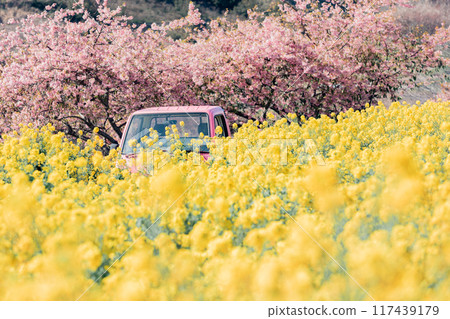 Minamichita Town: Rape blossom fields, Kawazu cherry blossoms and a pink light truck at the Hana Hiroba Tourist Farm 117439179