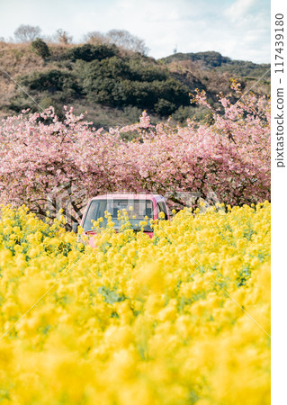 Minamichita Town: Rape blossom fields, Kawazu cherry blossoms and a pink light truck at the Hana Hiroba Tourist Farm 117439180