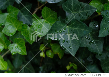 常春藤葉被雨淋濕 117439198