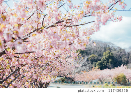 Minamichita Town: Kawazu cherry blossoms at the Flower Plaza Tourist Farm 117439256