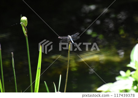 Uji Botanical Garden 117439378