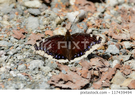 A butterfly with beautiful golden edges and chocolate-colored wings that can be seen in the mountains in midsummer, the yellow-spotted nymph 117439494