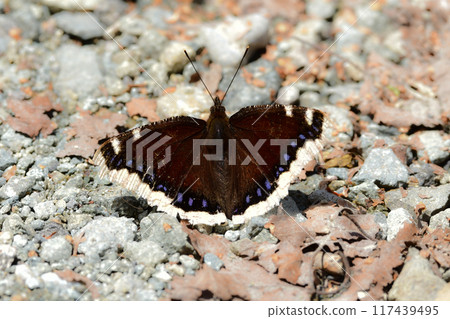 A butterfly with beautiful golden edges and chocolate-colored wings that can be seen in the mountains in midsummer, the yellow-spotted nymph A butterfly with beautiful golden edges and chocolate-colored wings that can be seen in the mountains in midsummer, the yellow-spotted nymph 117439495