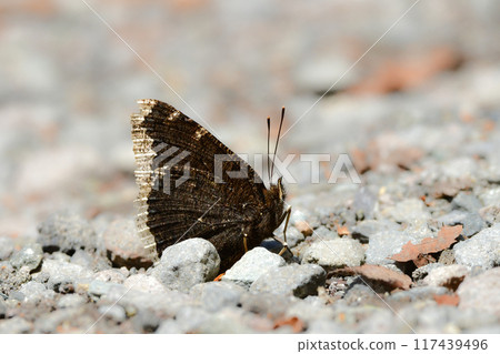 盛夏山間常見的蝴蝶，有著美麗的金色邊緣和巧克力色的翅膀。 117439496