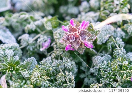 Selective focus. First frost on a frozen field plants, late autumn close-up. Beautiful abstract frozen microcosmos pattern. Freezing weather frost action in nature. Floral backdrop. Selective focus. First frost on a frozen field plants, late autumn close-up. Beautiful abstract frozen microcosmos pattern. Freezing weather frost action in nature. Floral backdrop. 117439590
